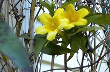 Carolina Yellow Jasmine Seeds Vine Planting 100 Pcs