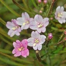 Epilobium Flower seeds for Planting - Bright Blooms, Heirloom & GMO Free Seeds for Home Garden
 
 Sale for planting in home garden.