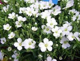 Avalanche Flower Seeds For Hardy Planting