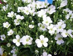 Avalanche Flower seeds for Planting - Seasonal Bloomer, Heirloom & GMO Free Seeds for Home Garden
 
 Sale seeds for planting in home garden