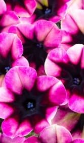 Cream White Gladiolus Flower Seeds for Planting Colorful Display Heirloom & GMO Free Seeds for Home Garden
 
 Sale for planting in home garden