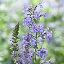 Nepeta Racemosa Flower seeds for Planting - Shade Tolerant, Heirloom & GMO Free Seeds for Home Garden
 
 Sale seeds for planting in home garden