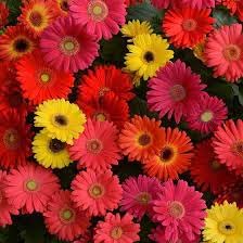 Gerbera Flower seeds for Planting - Fragrant Blossoms, Heirloom & GMO Free Seeds for Home Garden
 
 Sale seeds for home garden