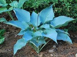 Hosta Flower seeds for Planting - Drought Tolerant, Heirloom & GMO Free Seeds for Home Garden
 
 Sale seeds for home garden