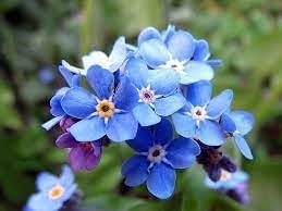 Myosotis Sylvatica Flower seeds for Planting - Pollinator Friendly, Heirloom & GMO Free Seeds for Home Garden
 
 Sale seeds for home garden