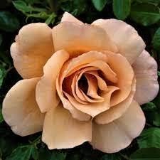 Brown Rose Flower Seeds Flower seeds for Planting Compact Growth Heirloom & GMO Free Seeds for Home Garden 
 
 Sale for planting in home garden