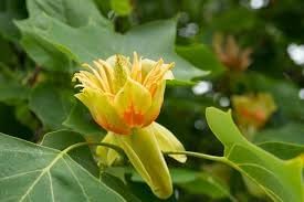 Liriodendron Flower seeds for Planting - Drought Tolerant, Heirloom & GMO Free Seeds for Home Garden
 
 Sale seeds for home garden