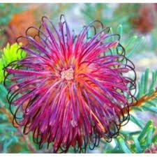 Violet (Violet Banksia) seeds for planting in home garden