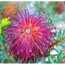 Violet Banksia Flower Seeds: Grow Stunning And Resilient Blooms Seeds