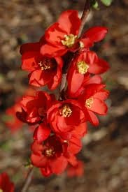 Heirloom Quince Chaenomeles Flower seeds for Planting Cut Flower Favorite Heirloom & GMO Free Seeds for Home Garden 
 
 Sale for planting in home garden