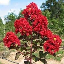 Lagerstroemia Flower seeds for Planting Premium Quality Heirloom & GMO Free Seeds for Home Garden 
 
 Sale seeds for home garden planting
