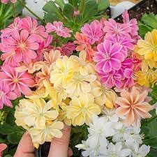 Lewisia Flower seeds for Planting Long Bloom Season Heirloom & GMO Free Seeds for Home Garden 
 
 Sale for planting in home garden