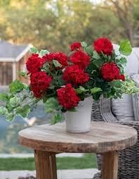 Dark Red Pelargonium Flower seeds for Planting - Garden Favorite, Heirloom & GMO Free Seeds for Home Garden
 
 Sale for planting in home garden.