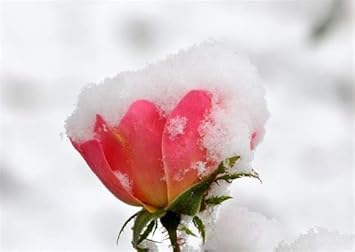 Pink Blue Gladiolus Flower Seeds for Planting Shade Tolerant Heirloom & GMO Free Seeds for Home Garden
 
 Sale for planting in home garden