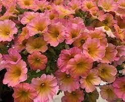 Violet Pink Geranium Flower Seeds for Planting Long Bloom Season Heirloom & GMO Free Seeds for Home Garden
 
 Sale for planting in home garden