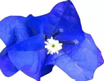 Violet Bougainvillea Seeds Flower seeds for Planting Seasonal Bloomer Heirloom & GMO Free Seeds for Home Garden 
 
 Sale for planting in home garden