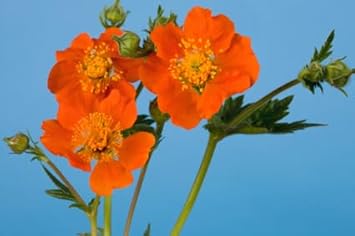 Geum Flower seeds for Planting Fragrant Blossoms Heirloom & GMO Free Seeds for Home Garden 
 
 Sale for planting in home garden