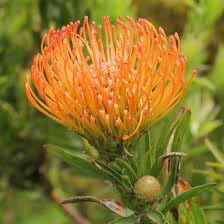 Leucospermum Flower seeds for Planting - Fragrant Blossoms, Heirloom & GMO Free Seeds for Home Garden
 
 Sale seeds for planting in home garden