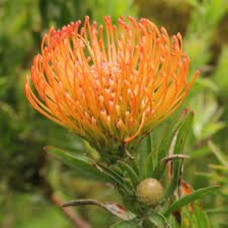 Leucospermum Cordifolium Flower seeds for Planting - Shade Tolerant, Heirloom & GMO Free Seeds for Home Garden
 
 Sale seeds for home garden