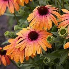 Echinacea Purpurea Flower seeds for Planting Wildflower Mix Heirloom & GMO Free Seeds for Home Garden 
 
 Sale for planting in home garden