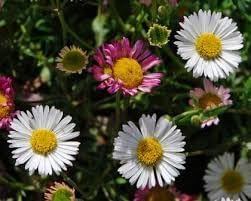 Erigeron Profusion Flower seeds for Planting - Shade Tolerant, Heirloom & GMO Free Seeds for Home Garden
 
 Sale for planting in home garden