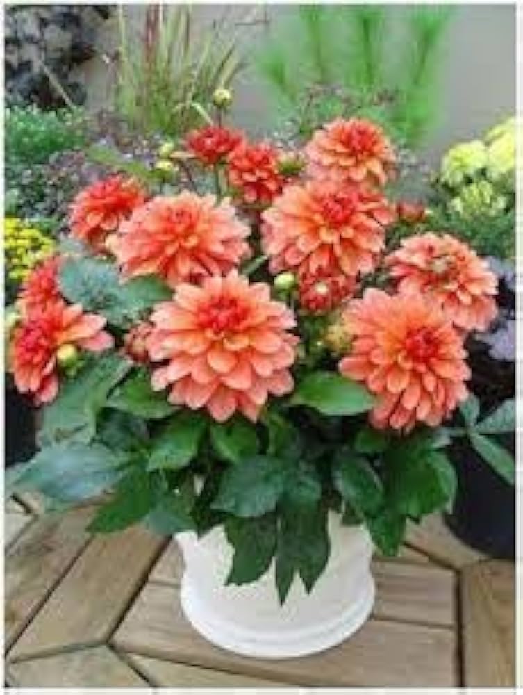 Dahlia Dahlia spp. Seeds for planting in flower bed