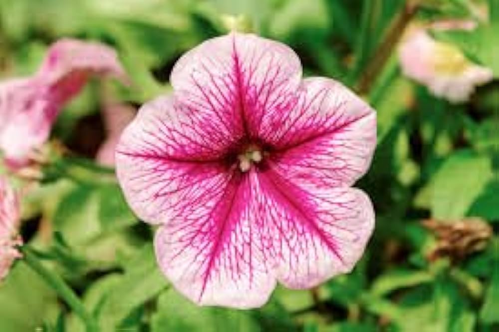 Pelleted Petunia Frillytunia White Seeds