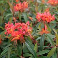 Euphorbia Griffithii Flower seeds for Planting - Seasonal Bloomer, Heirloom & GMO Free Seeds for Home Garden
 
 Sale for planting in home garden