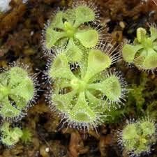 Light Green Sundew Flower seeds for Planting Heirloom Variety Heirloom & GMO Free Seeds For Home Garden 
 
 Sale for planting in home garden