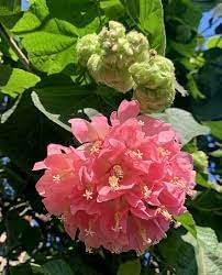 Dombeya Flower seeds for Planting - Seasonal Bloomer, Heirloom & GMO Free Seeds for Home Garden
 
 Sale seeds for home garden