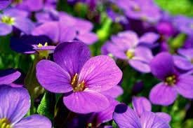 Viola Flower seeds for Planting Hardy Variety Heirloom & GMO Free Seeds for Home Garden 
 
 Sale for planting in home garden