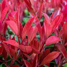 Photinia Flower seeds for Planting - Pollinator Friendly, Heirloom & GMO Free Seeds for Home Garden
 
 Sale seeds for home garden