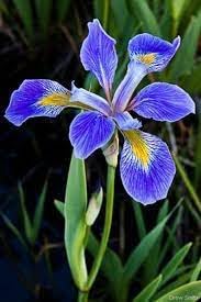 Blue Iris Flower seeds for Planting - Garden Favorite, Heirloom & GMO Free Seeds for Home Garden
 
 Sale seeds for home garden