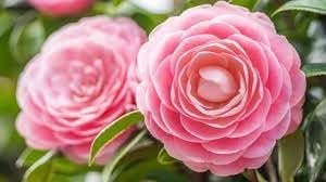 Camellia Pink White Flower seeds for Planting - Hardy Variety, Heirloom & GMO Free Seeds for Home Garden
 
 Sale seeds for home garden