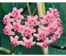 Dark Red Sundew for Planting Perfect for Borders Heirloom & GMO Free Seeds for Home Garden
 
 Sale for planting in home garden