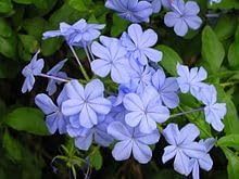 Heirloom Plumbago Flower seeds for Planting Cut Flower Favorite Heirloom & GMO Free Seeds for Home Garden 
 
 Sale for planting in home garden