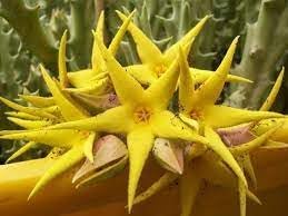 Orbea Lutea Succulent Flower seeds for Planting Low Maintenance Heirloom & GMO Free Seeds for Home Garden 
 
 Sale for planting in home garden