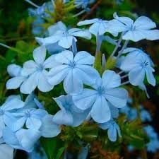Plumbago Flower seeds for Planting - Cut Flower Favorite, Heirloom & GMO Free Seeds for Home Garden
 
 Sale seeds for home garden