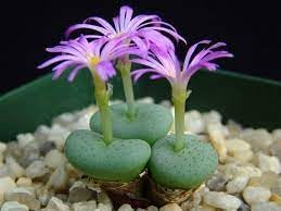 Conophytum Flower seeds for Planting - Premium Quality, Heirloom & GMO Free Seeds for Home Garden
 
 Sale for planting in home garden.