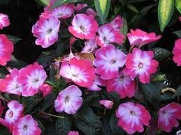 Dark Pink Gloxinia Flower Seeds for Planting Wildflower Mix Heirloom & GMO Free Seeds for Home Garden
 
 Sale for planting in home garden
