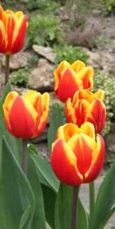 Tulip Yellow Red Flower seeds for Planting - Premium Quality, Heirloom & GMO Free Seeds for Home Garden
 
 Sale for planting in home garden.