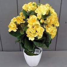 Nuevos Flower seeds for Planting - Garden Favorite, Heirloom & GMO Free Seeds for Home Garden
 
 Sale for planting in home garden.