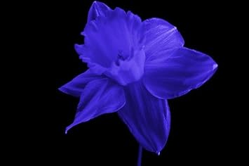 Red White Amaryllis Flower Seeds for Garden Hardy Variety Heirloom & GMO Free Seeds for Home Garden
 
 Sale for planting in home garden