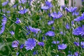 Cichorium Intybus Flower seeds for Planting Compact Growth Heirloom & GMO Free Seeds for Home Garden 
 
 Sale for planting in home garden