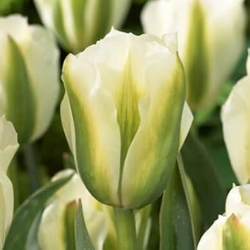 White & Green Tulip Flower Seeds For Planting