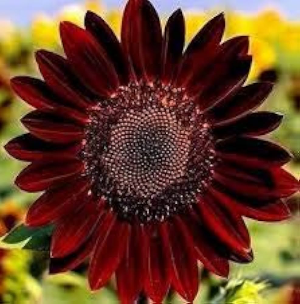 Sunflower Velvet Queen Helianthus annuus for summer garden