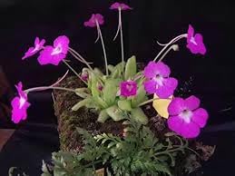 Butterwort flower seeds for Planting - Pollinator Friendly, Heirloom & GMO Free Seeds for Home Garden
 
 Sale seeds for home garden