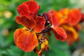 Goldlack Flower seeds for Planting - Pollinator Friendly, Heirloom & GMO Free Seeds for Home Garden
 
 Sale seeds for home garden