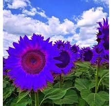 Violet Mini Sunflower Seeds for Planting, Heirloom Non-GMO, High Germination Organic Garden Seeds
 
 Sale seeds for home garden