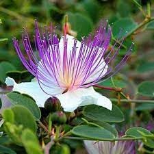 Heirloom Capparis Spinosa Flower seeds for Planting Sun Loving Heirloom & GMO Free Seeds for Home Garden 
 
 Sale for planting in home garden
